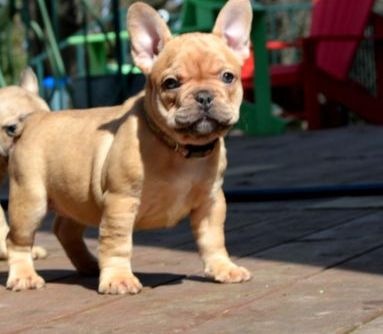 - NORTHEN BULLYES FRENCH BULLDOGS French bulldog puppies