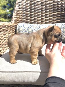 French bulldog male puppy available 