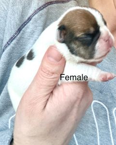 Available French bulldog female 